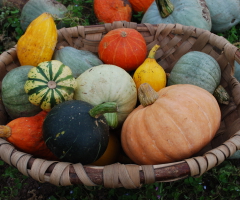 Légumes hiver